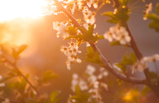 From Winter to Spring: How to Transition Your Skincare Routine Naturally